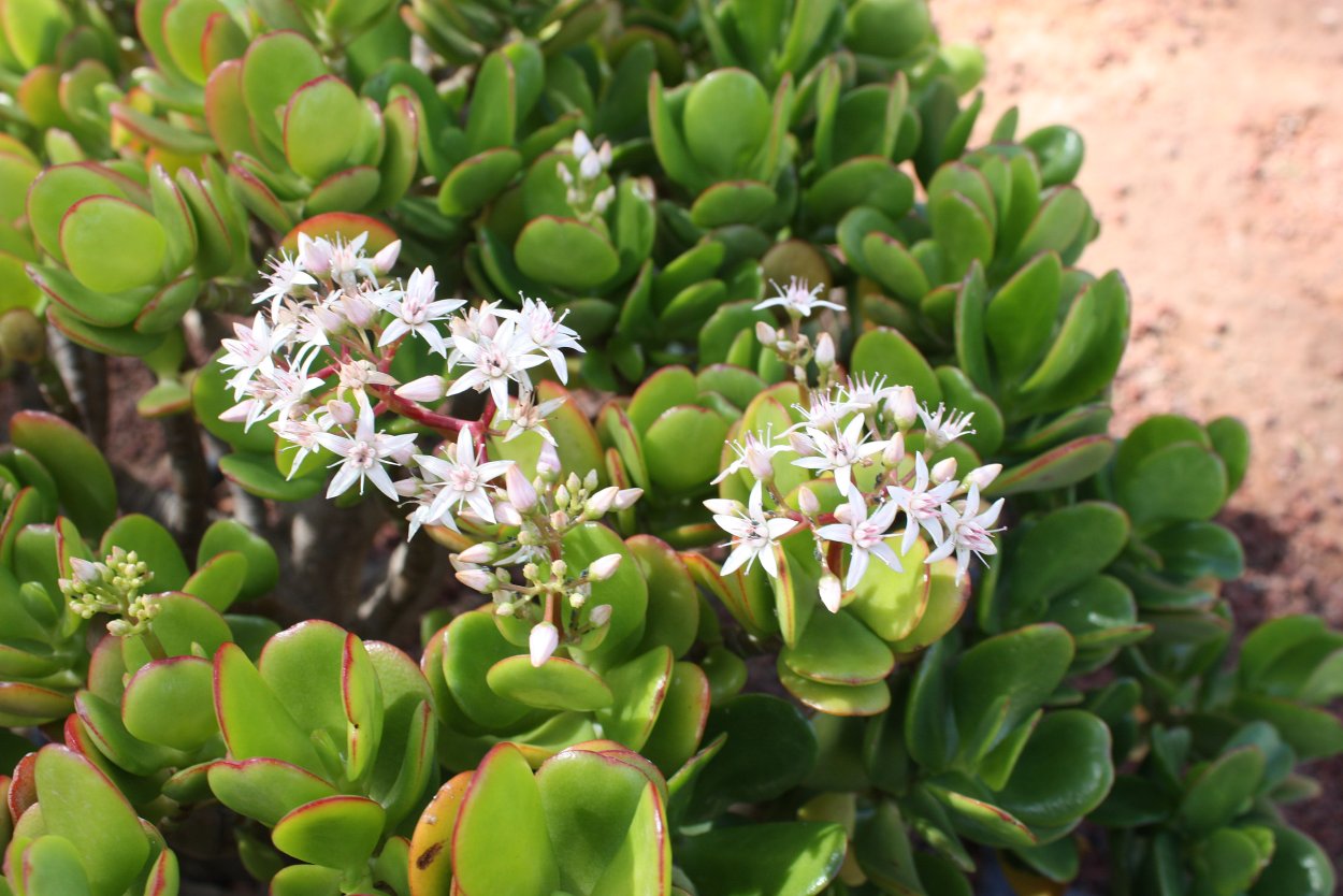 Крассула Овата пестрая