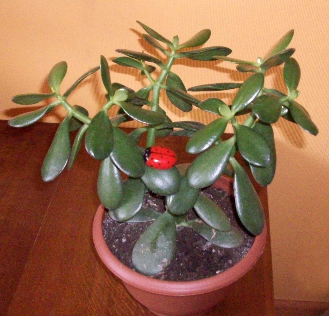 Толстянка - зелёный лекарь.