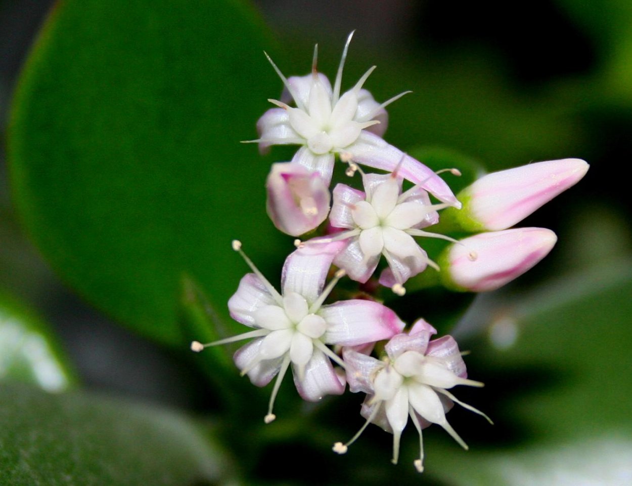 Денежный цветок цветение