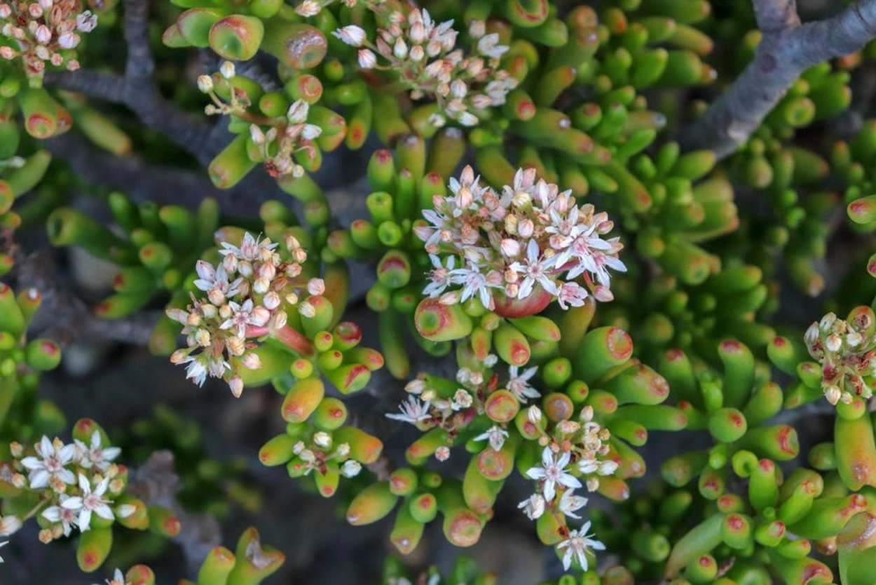 Крассула Голлум цветение