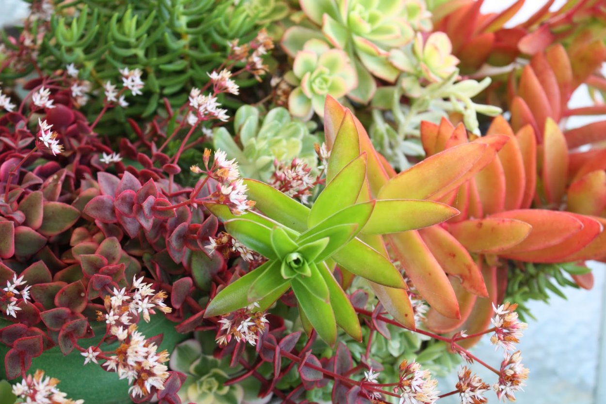 Крассула Шмидта (Crassula schmidtii)