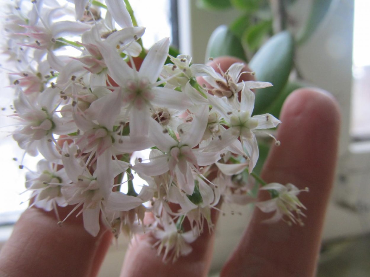 Серебристая толстянка цветение