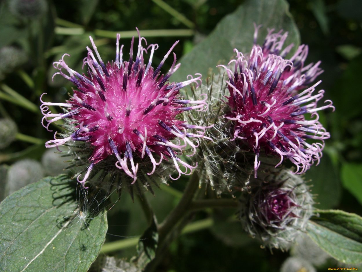 Лиловый чертополох