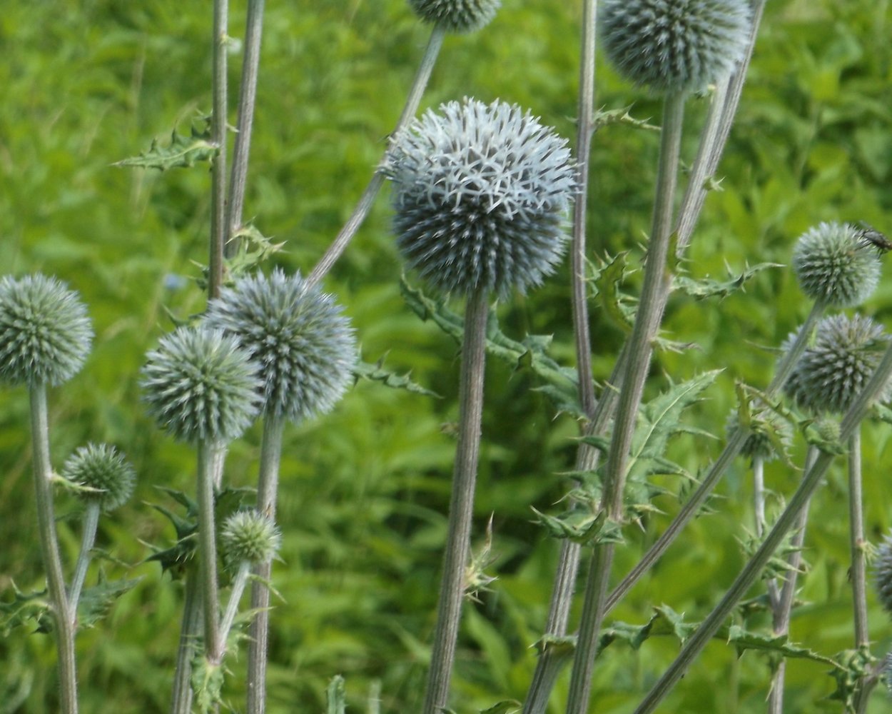 Репей и чертополох