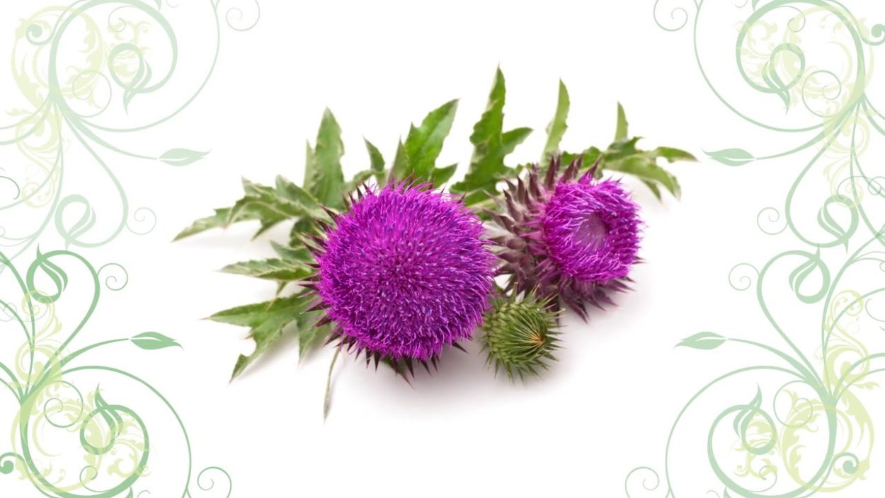 Ботаническая живопись чертополох