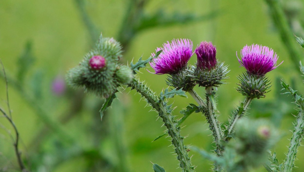 Чертополох репейник лопух