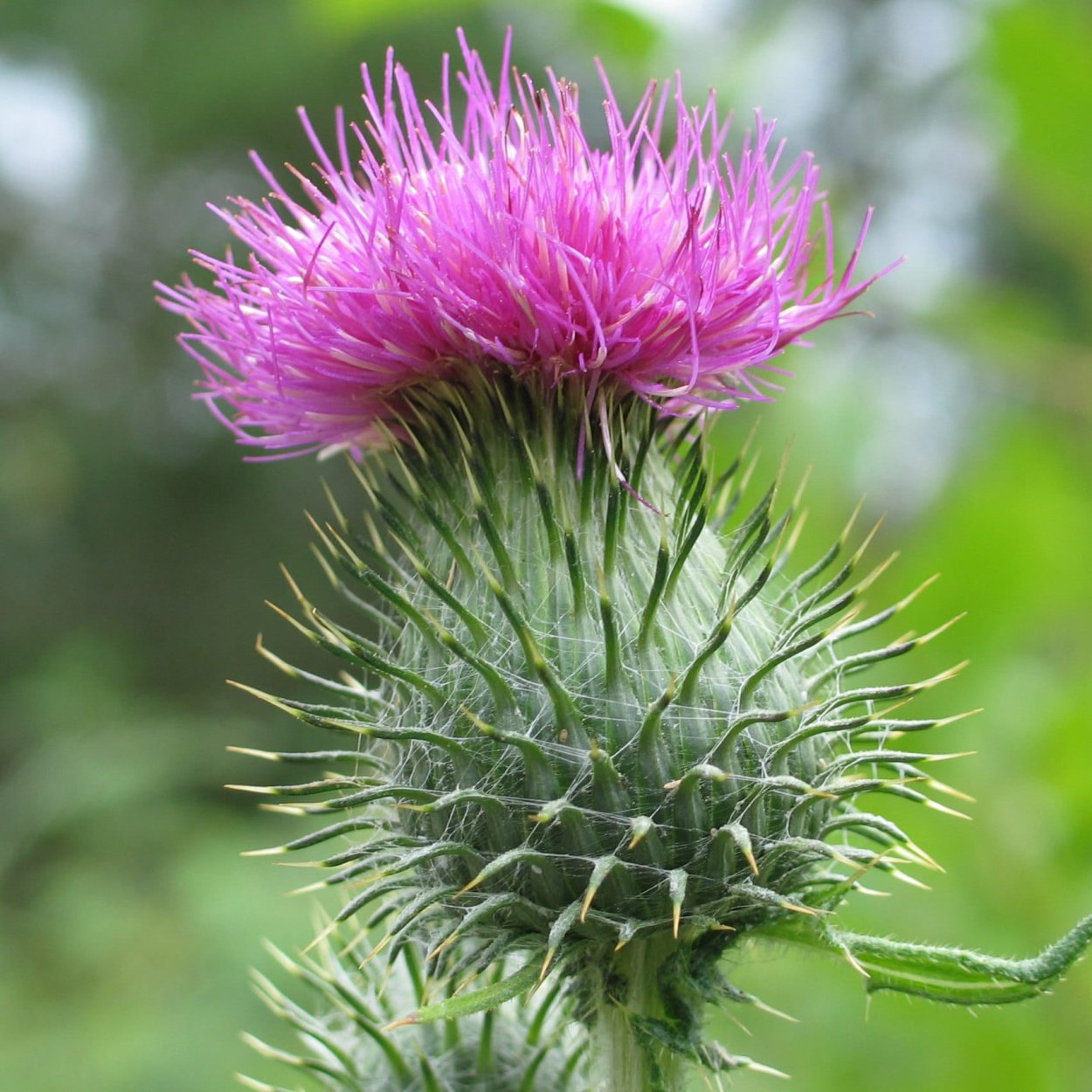 Расторопша чертополох татарник