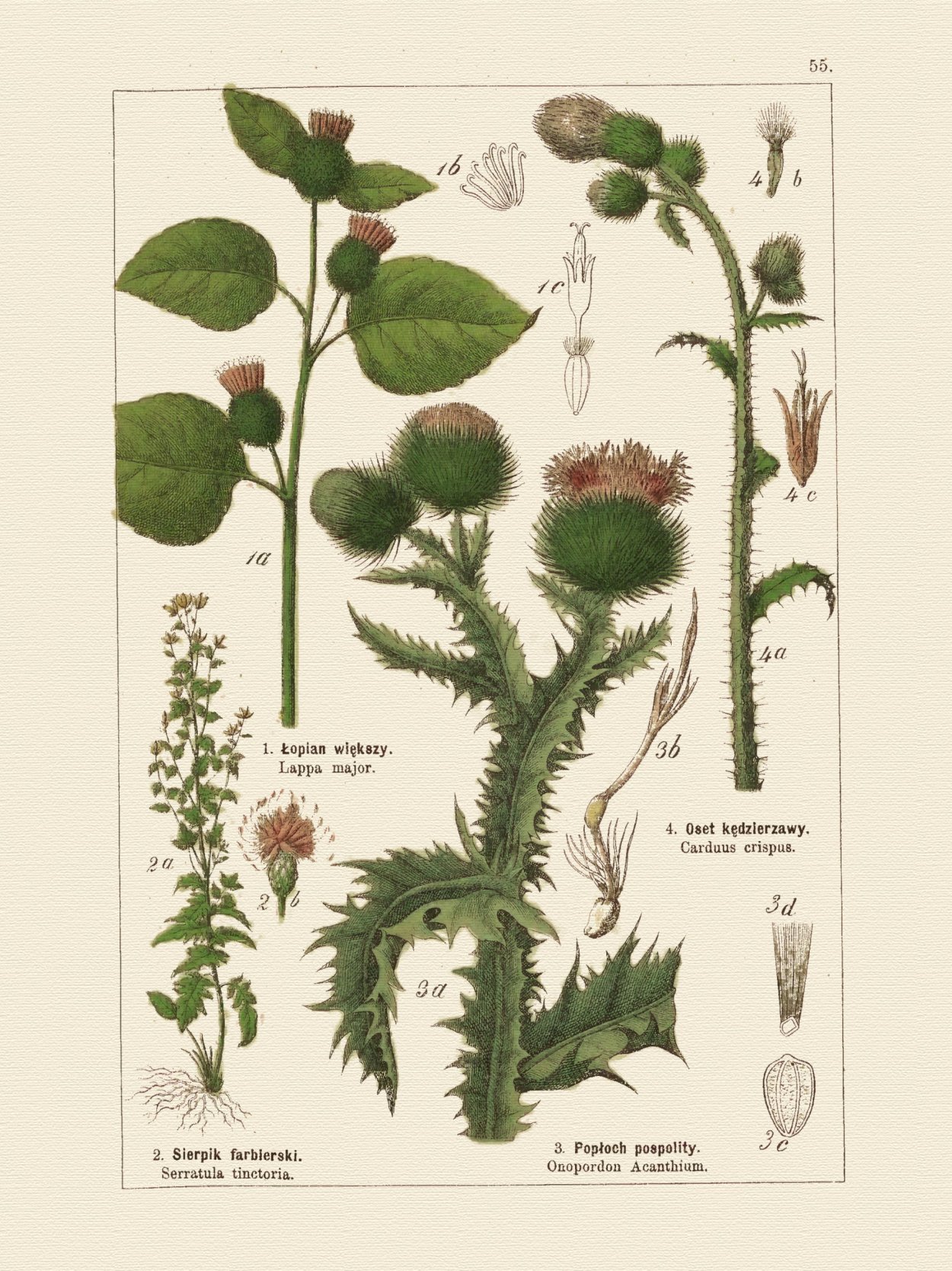 Чертополох ГИСАНЕ