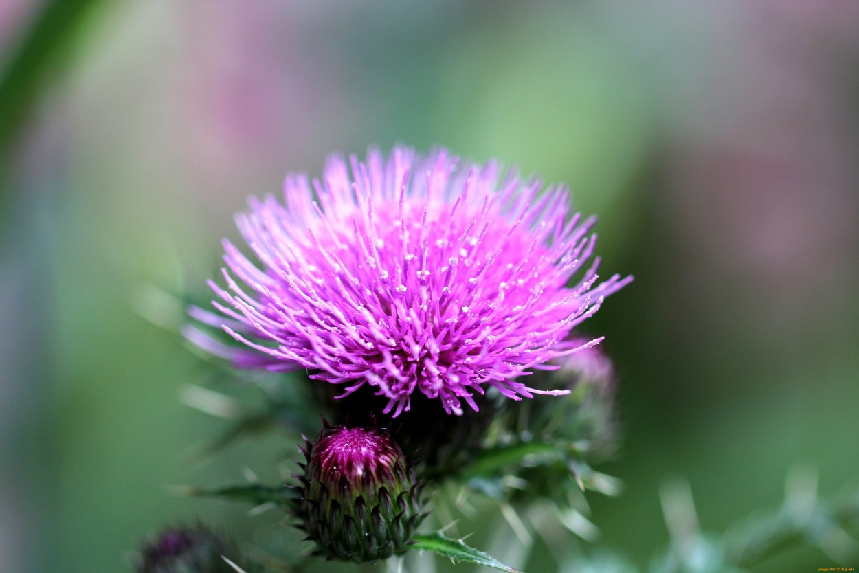 Чертополох (репей колючий)