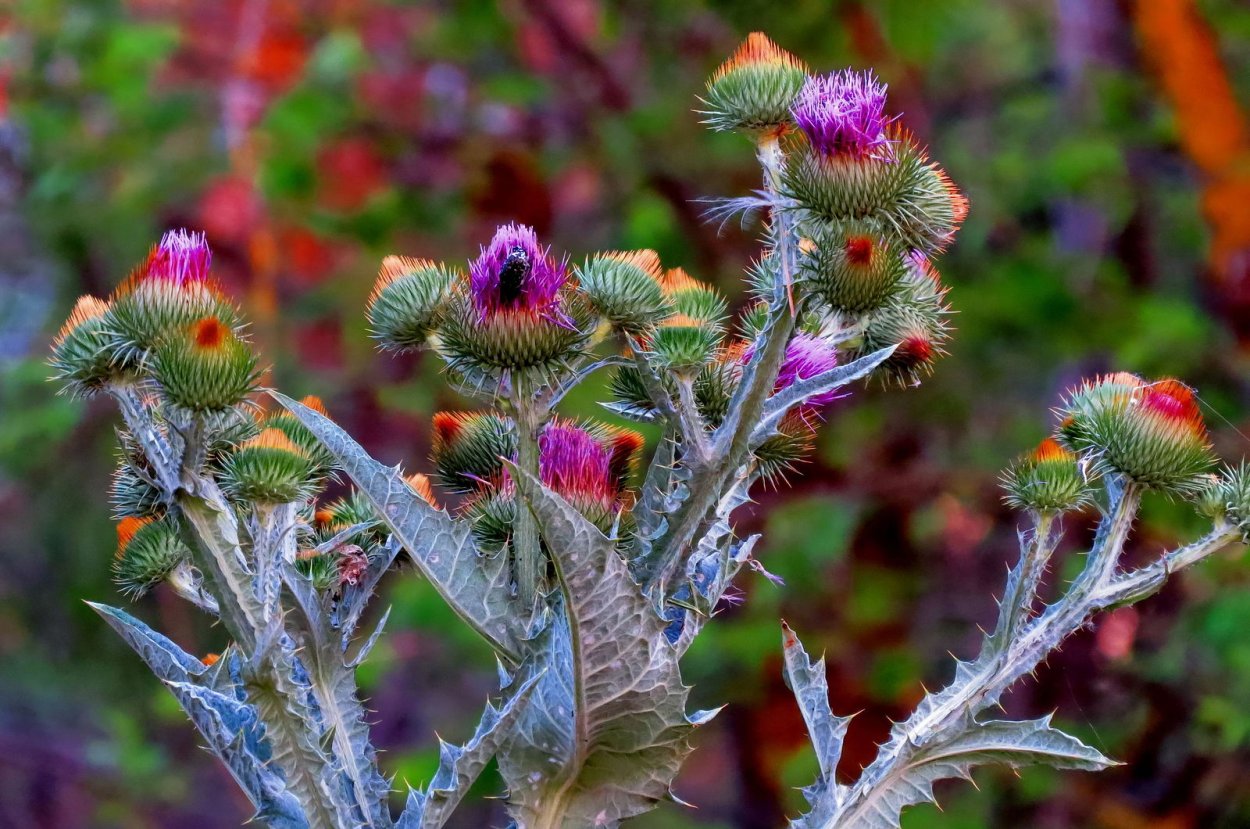 Чертополох на белом фоне