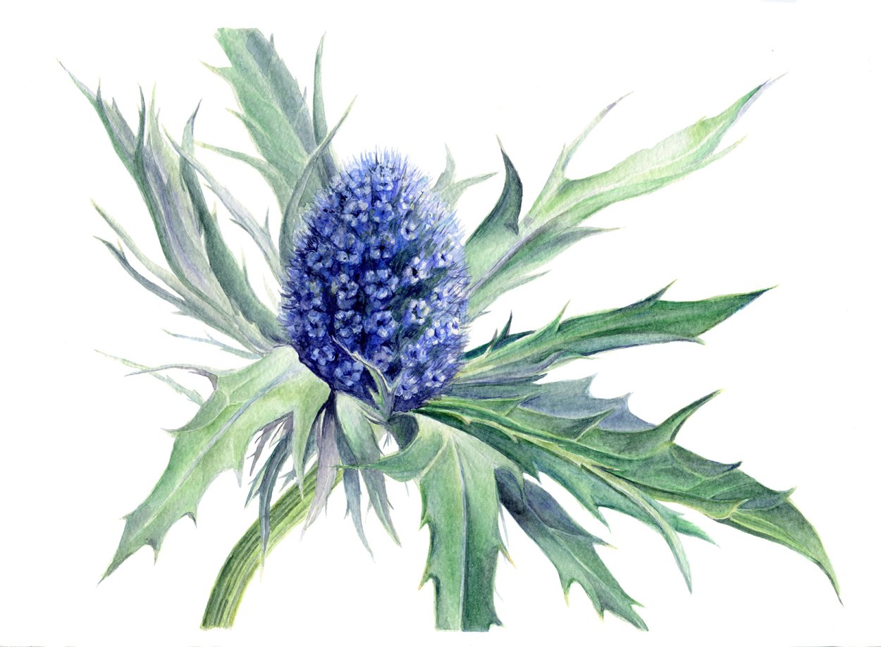 Чертополох на спине