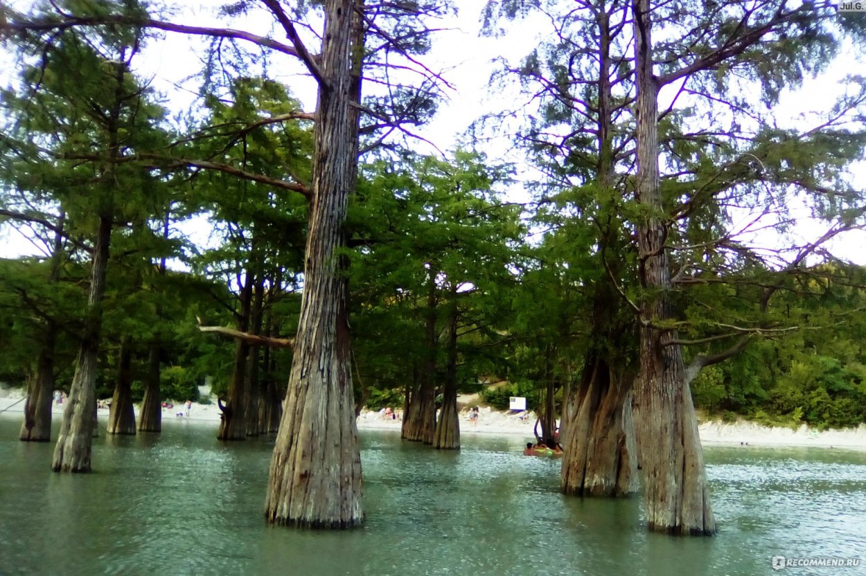 Кипарис Геленджик дерево