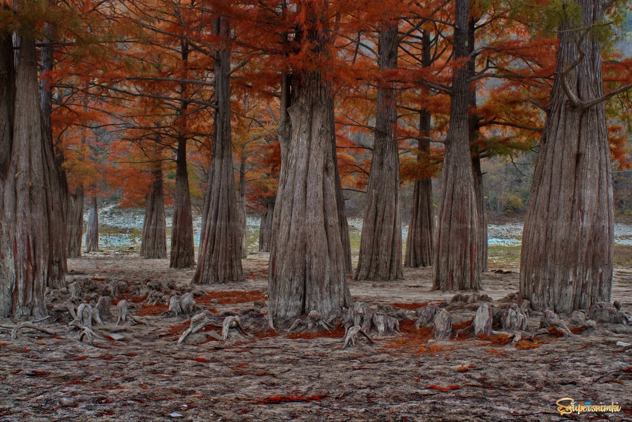 Болотный Кипарис в Краснодаре