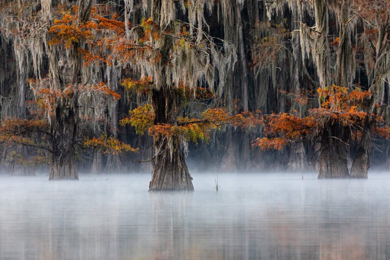 Болота Манчак в Луизиане
