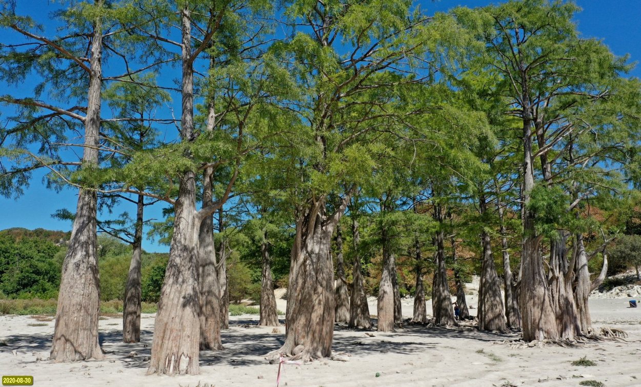 Пневматофоры корни