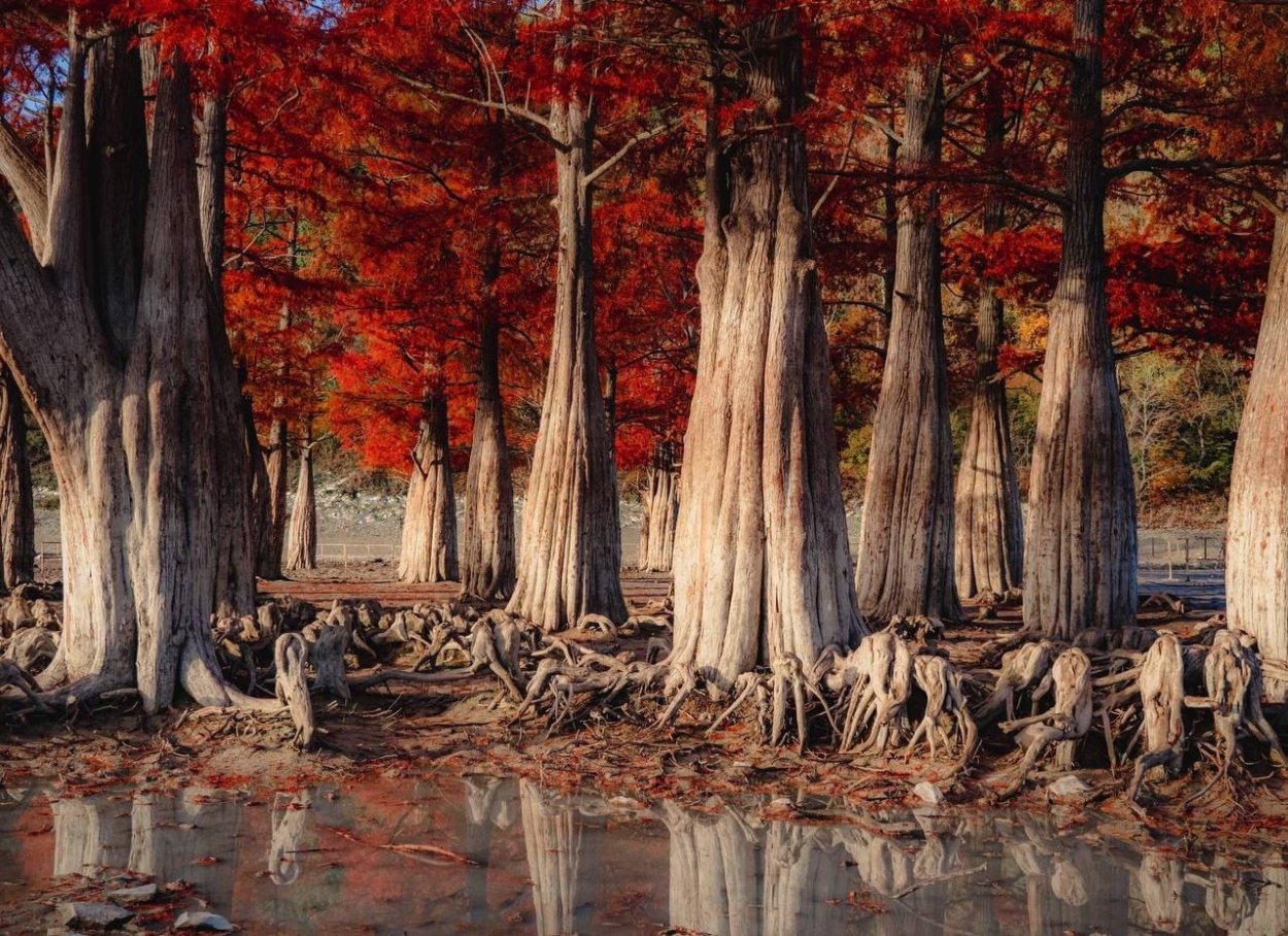 Болотные кипарисы в Сукко