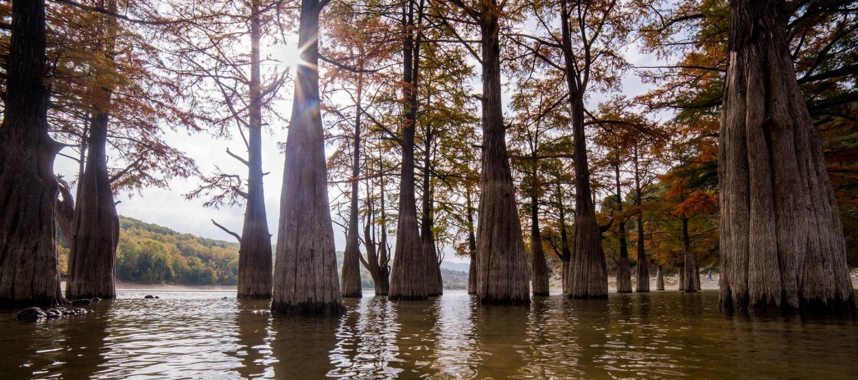 Болотные кипарисы в Сукко