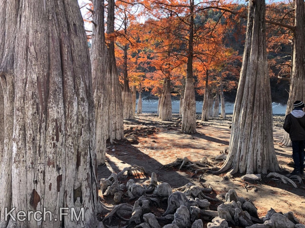 Кипарис в Феодосии