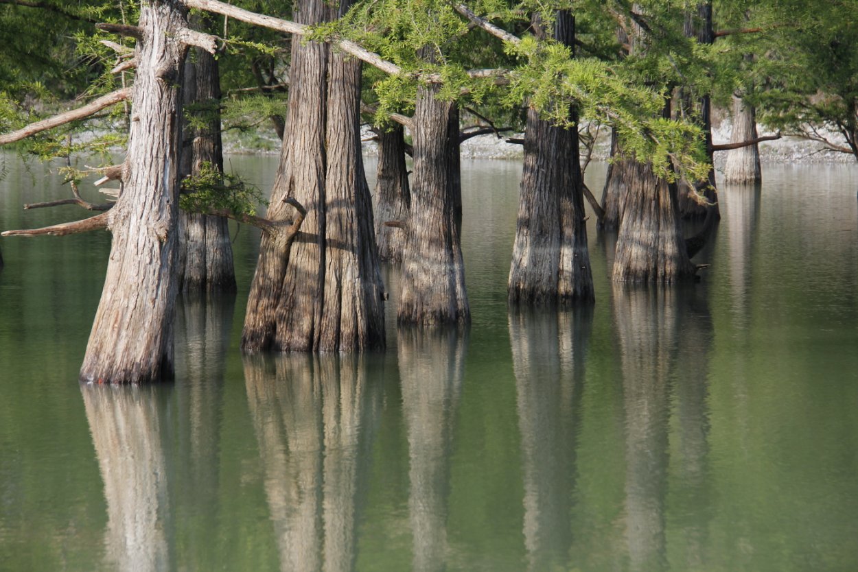 Болотные кипарисы в Сукко