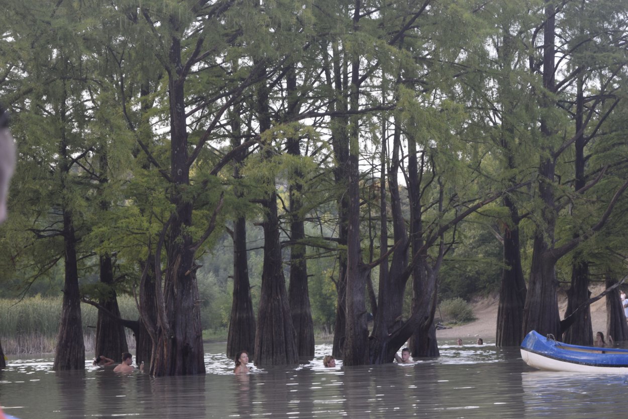 Болотный Кипарис пневматофор