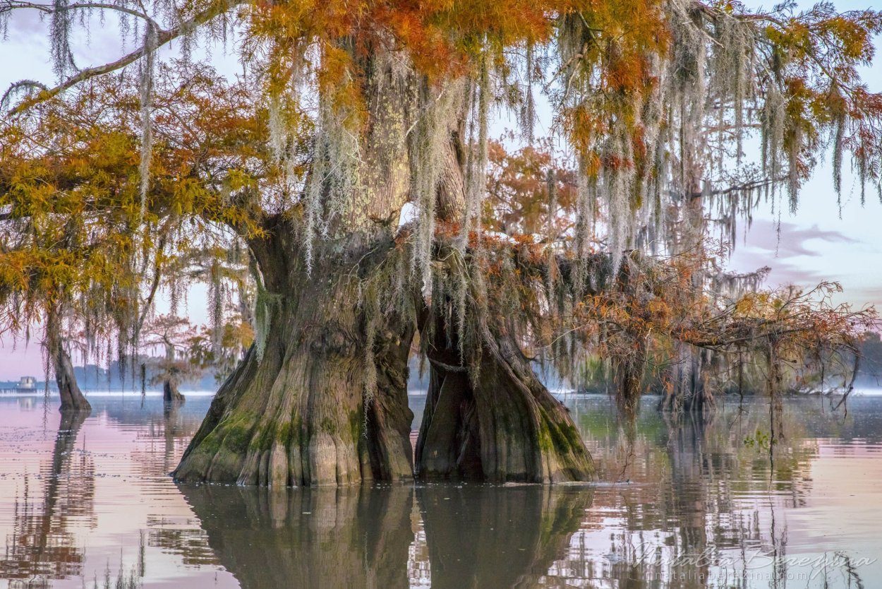 Болотный Кипарис Луизиана