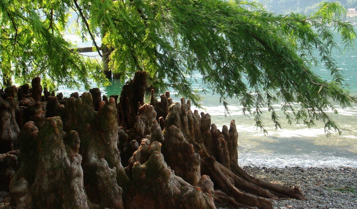 Таксодиум Плакучий