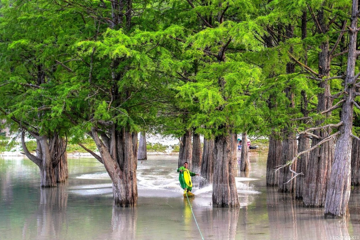 Болотные кипарисы в Сукко
