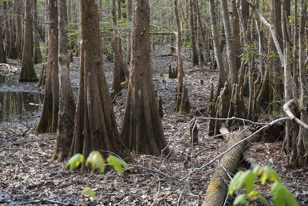 Сукко Анапа Кипарисовое озеро