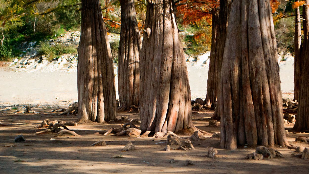 Таксодиум двурядный болотный Кипарис