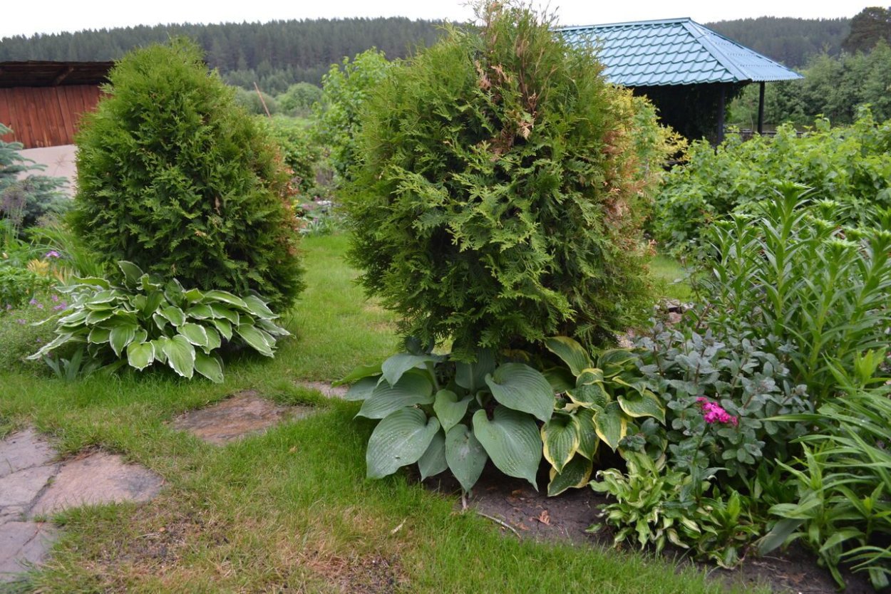 Клумба туя Хоста можжевельник