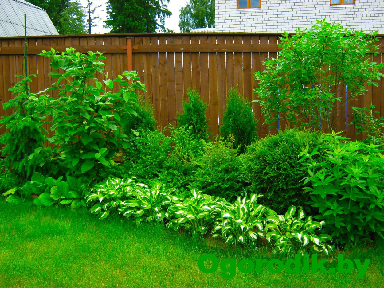 Туя Тунберга