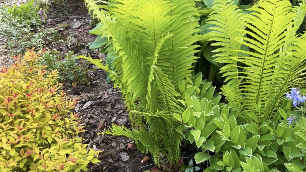 Хвойники Барбарис спирея