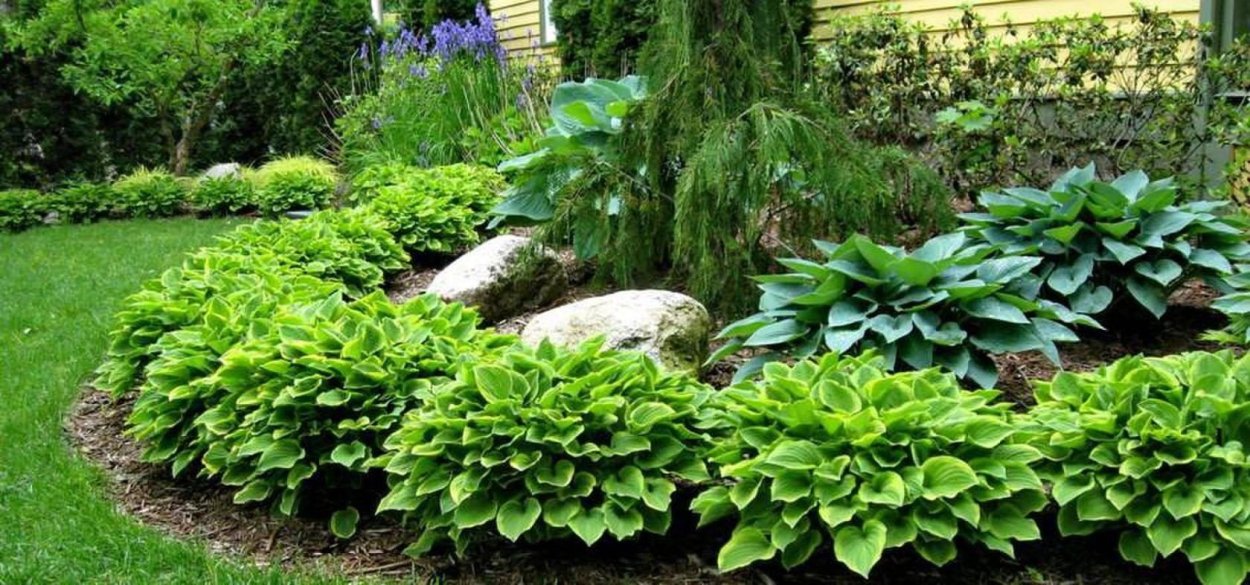 Хвойники голубая ель миксбордер