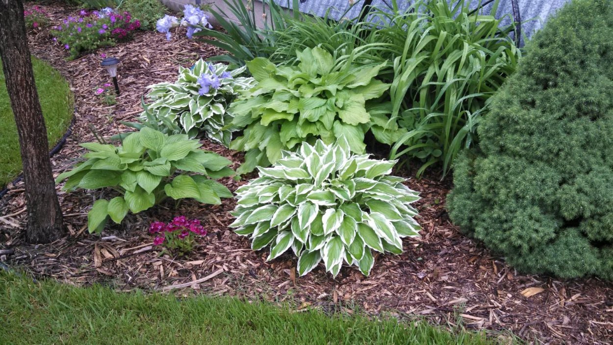 Туя Смарагд в ландшафтном