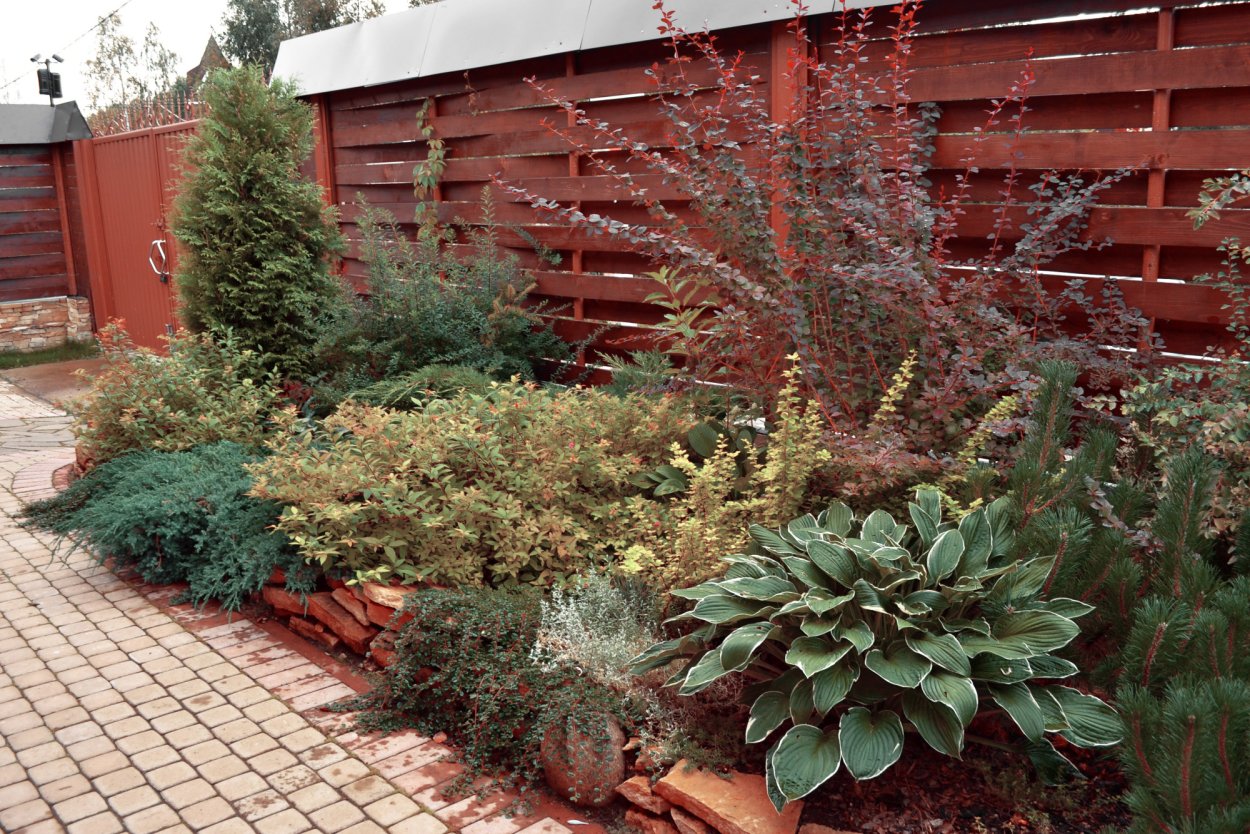 Лаймлайт можжевельник