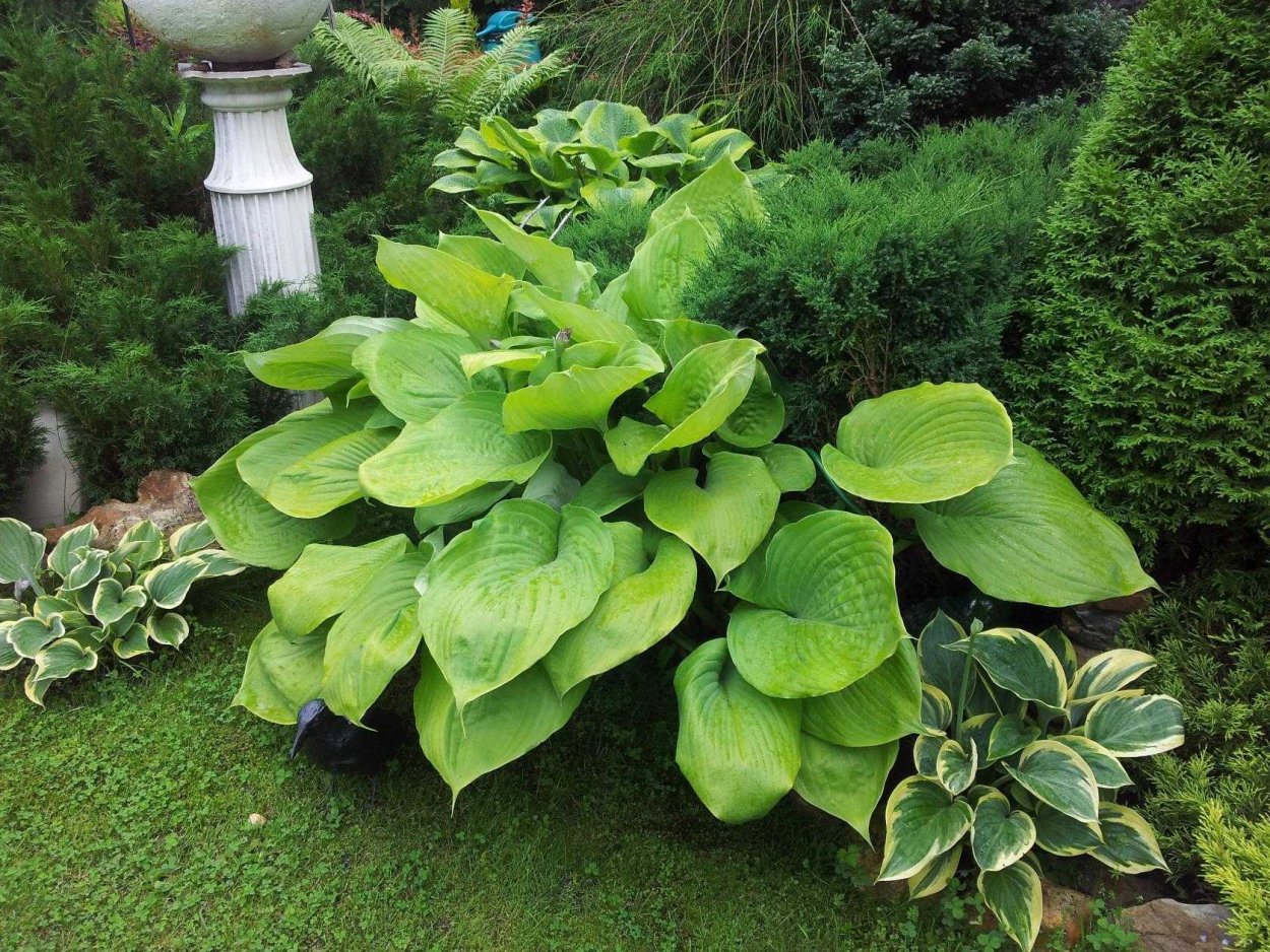 Миксбордер туя Барбарис