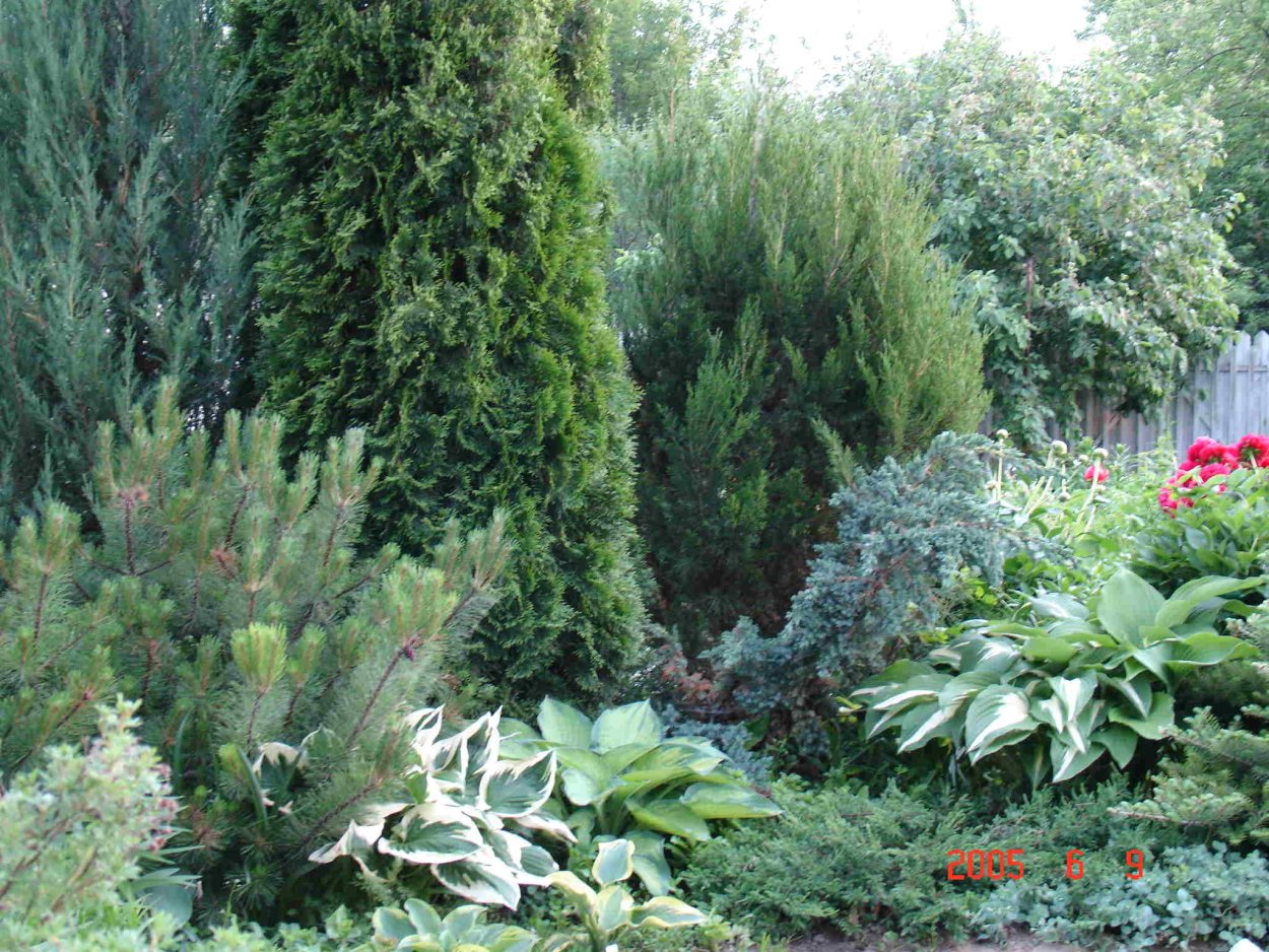 Хвойники Барбарис спирея