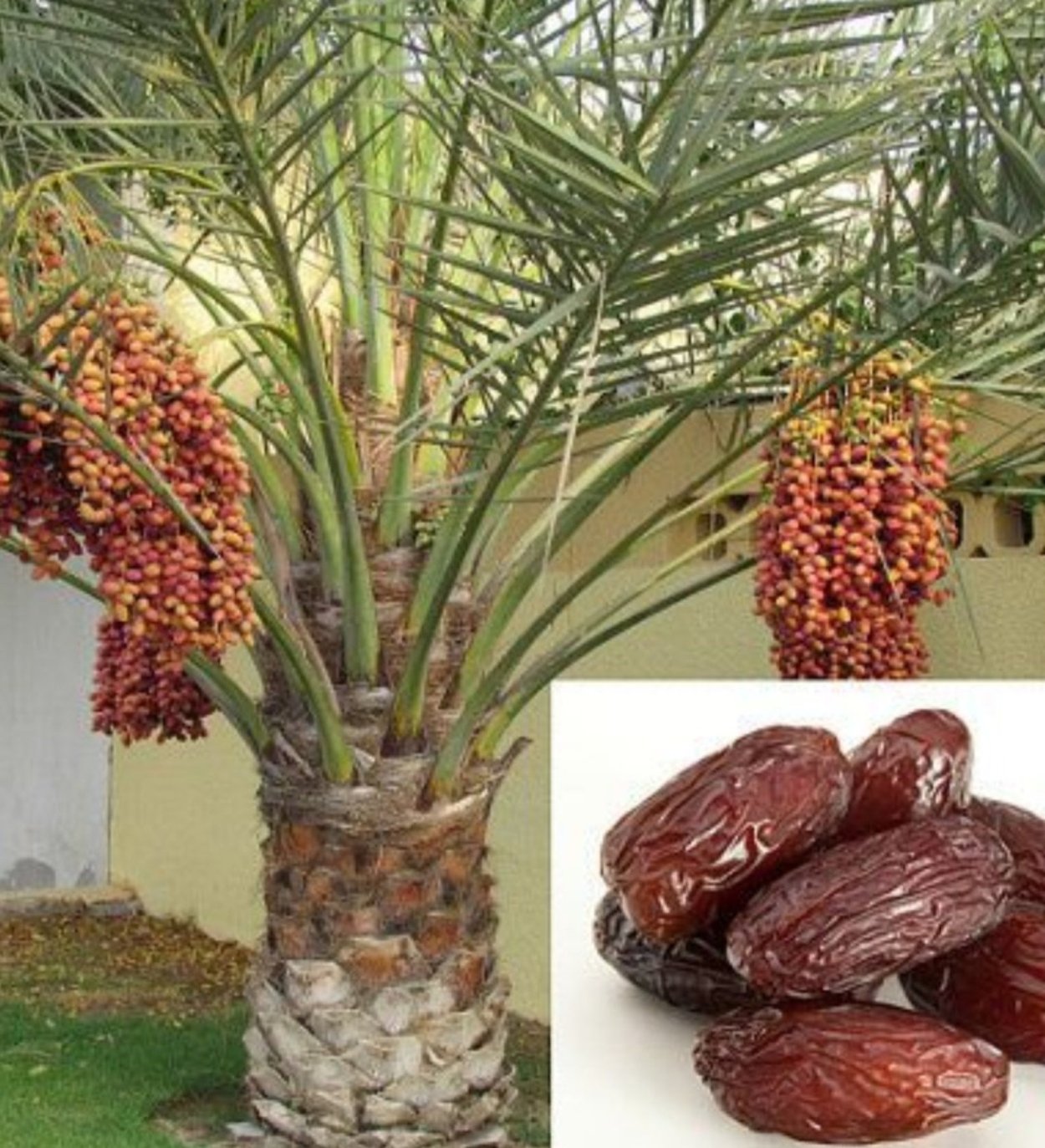 Плоды финиковой пальмы