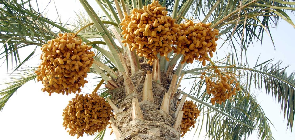 Финиковое дерево