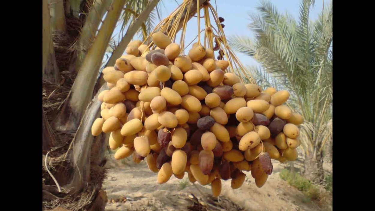 Финиковая Пальма сорта