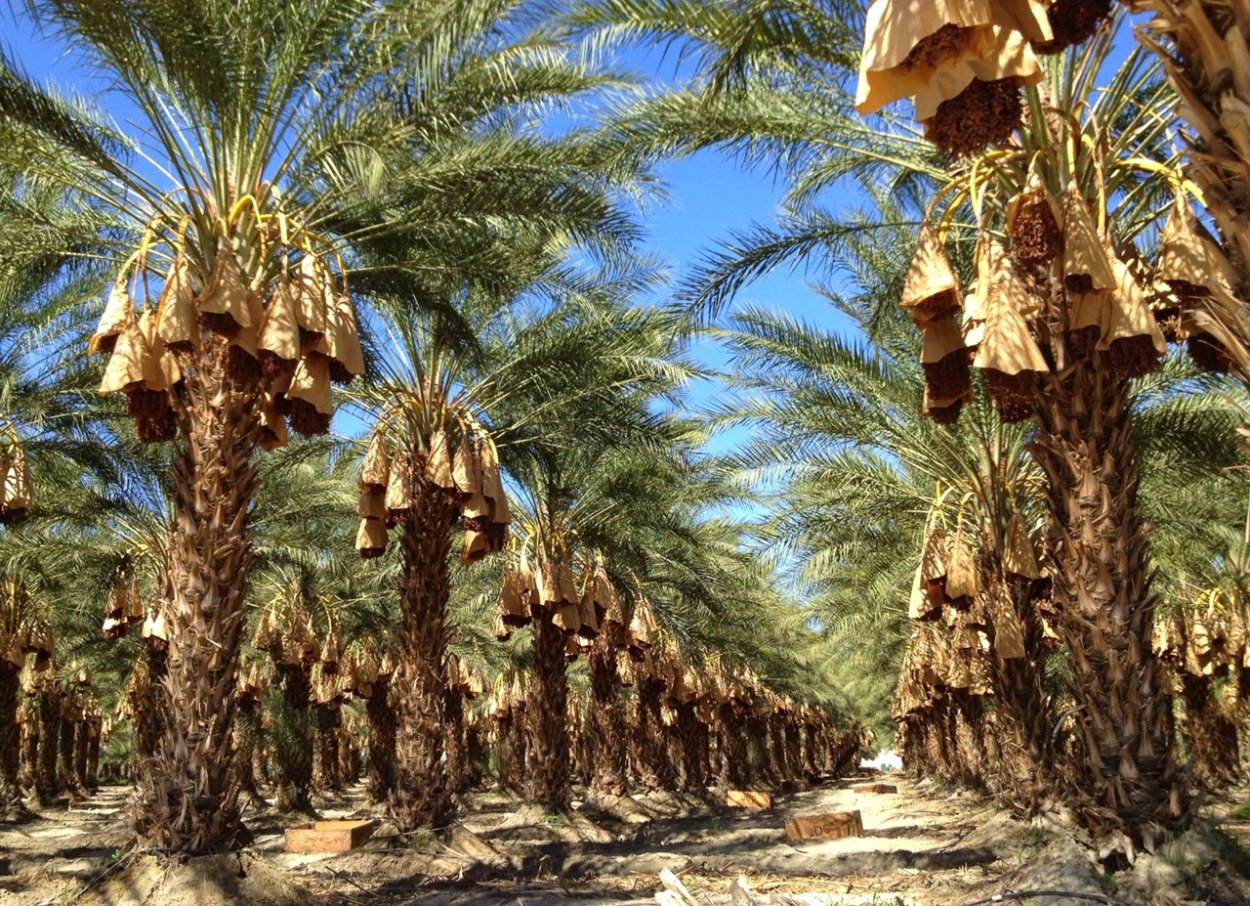 Королевский финик Пальма