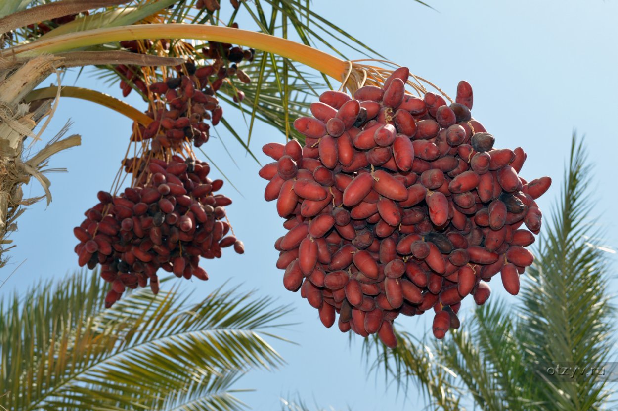 Финики финиковое дерево