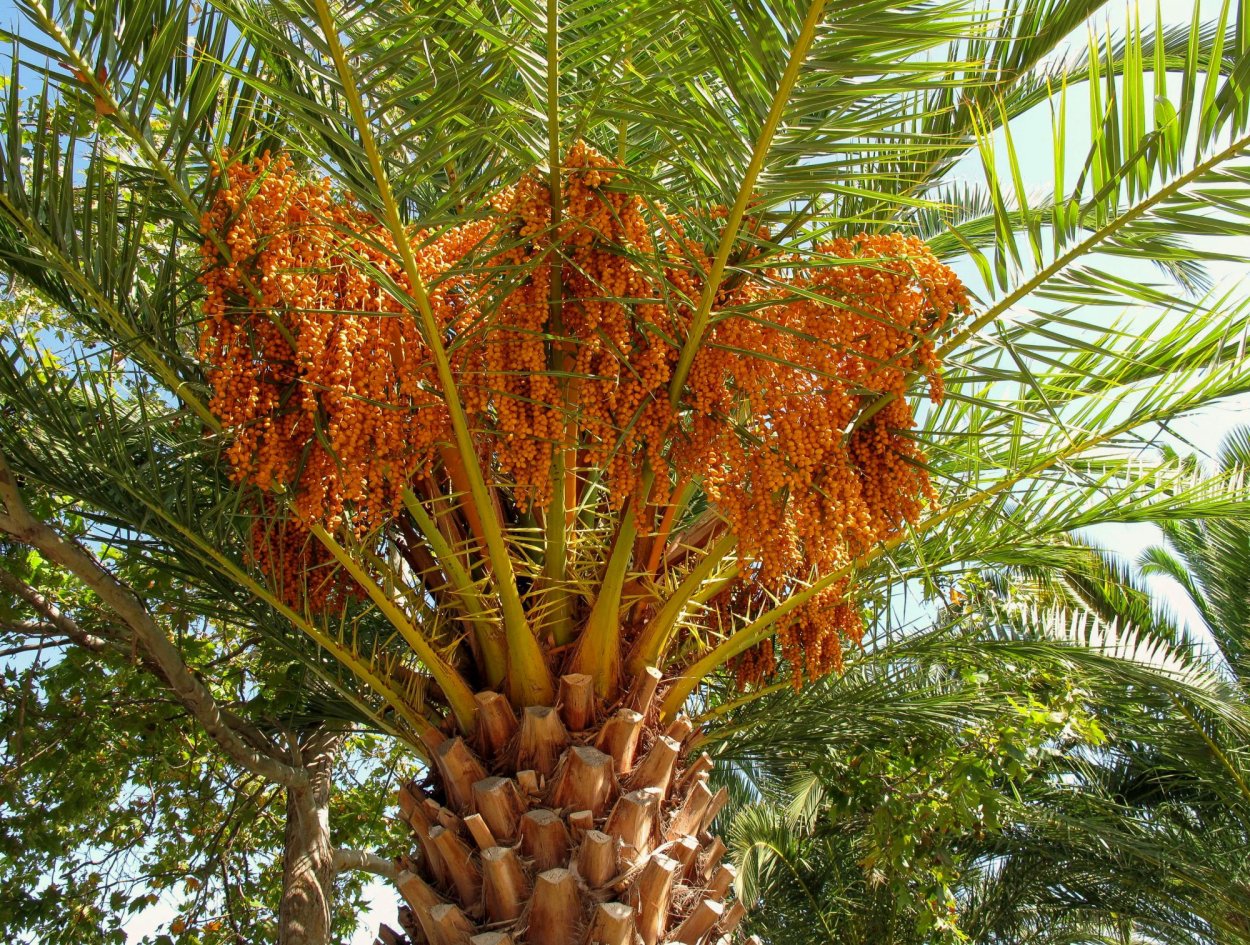 Сенегальская финиковая Пальма Phoenix reclinata