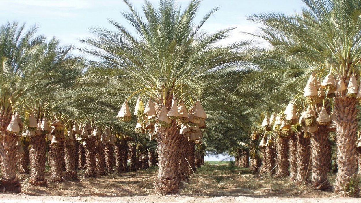 Финик фуния