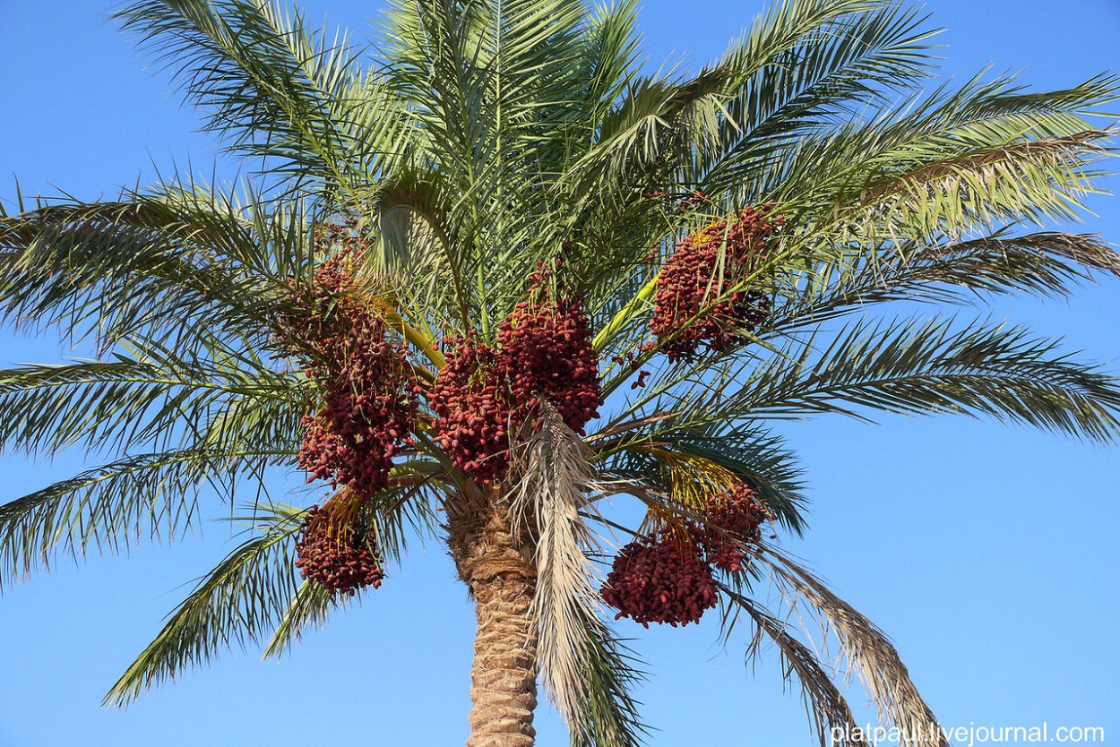 Финики Королевские