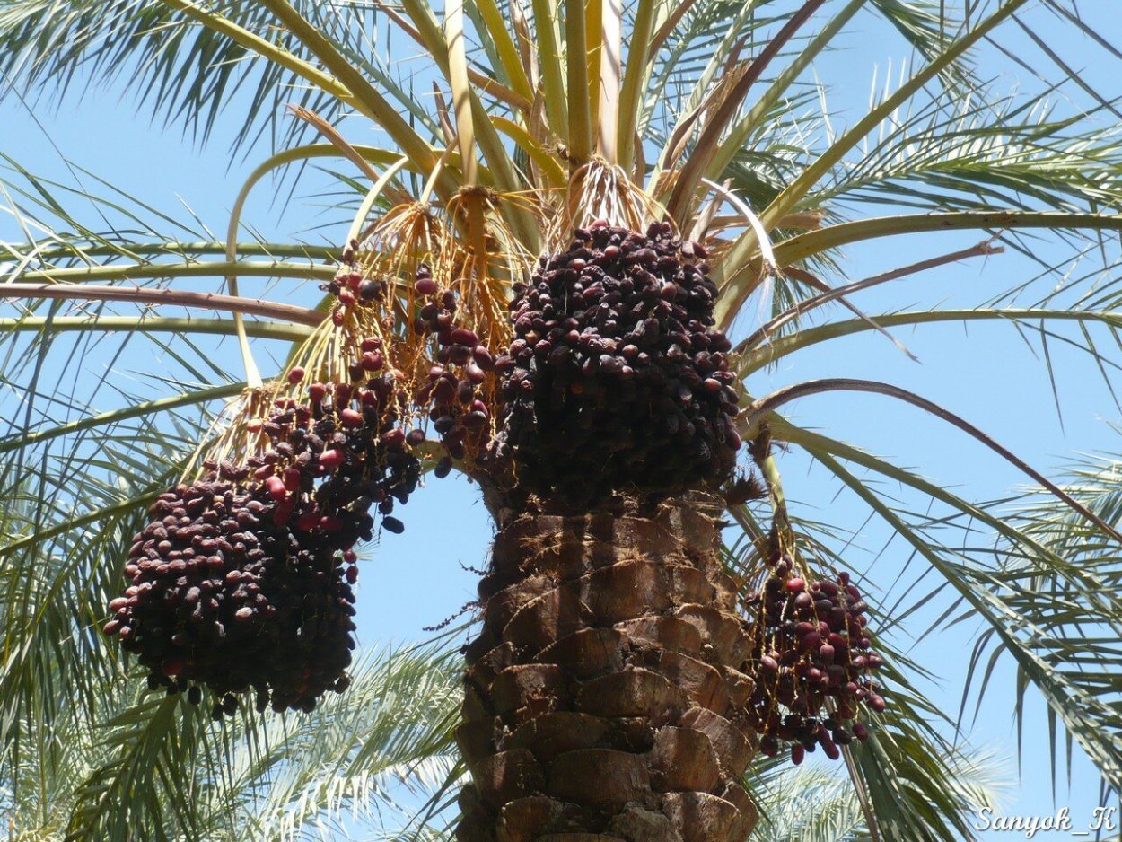 Финиковая Пальма меджул