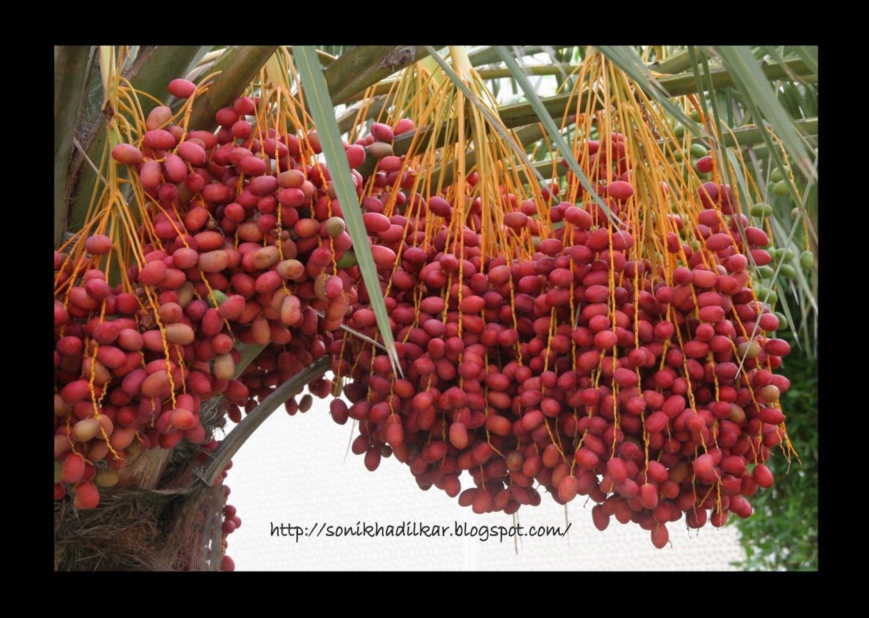 Финик дерево сорта