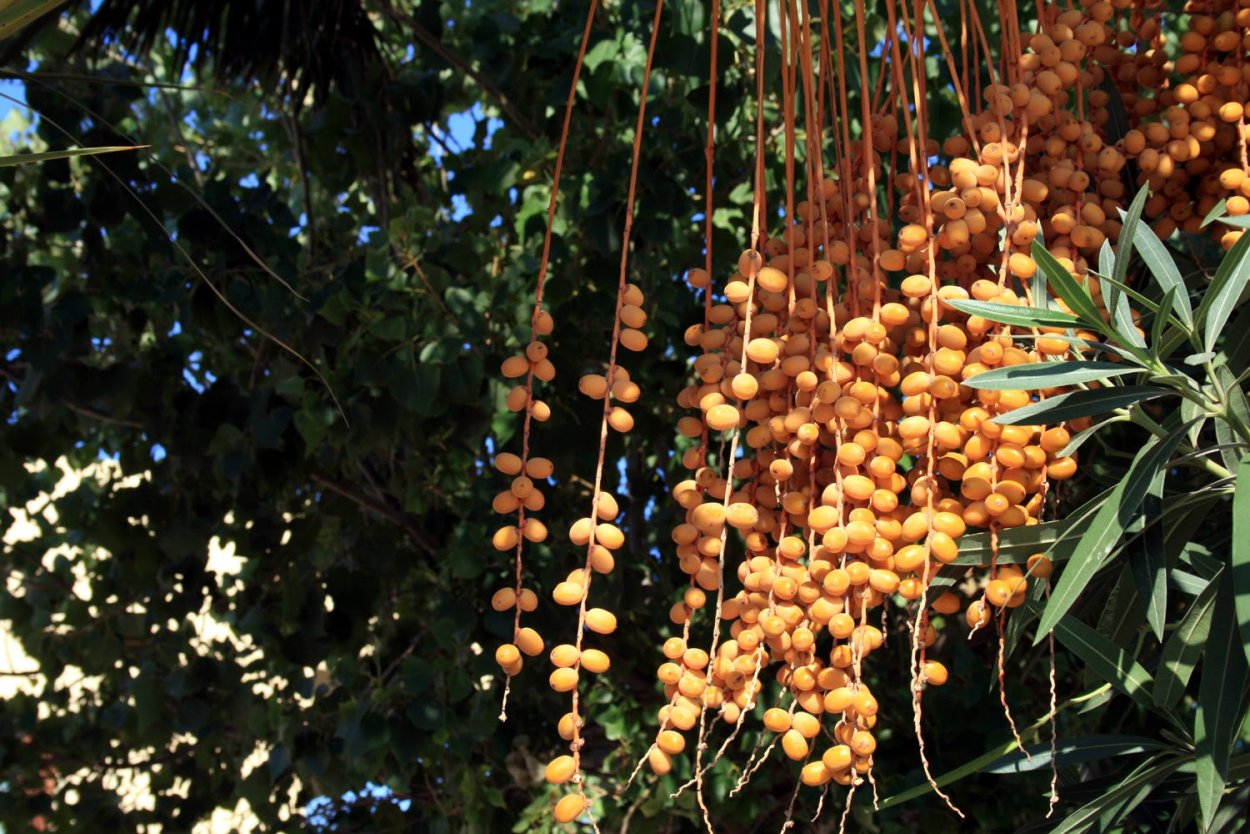 Финик пальчатый