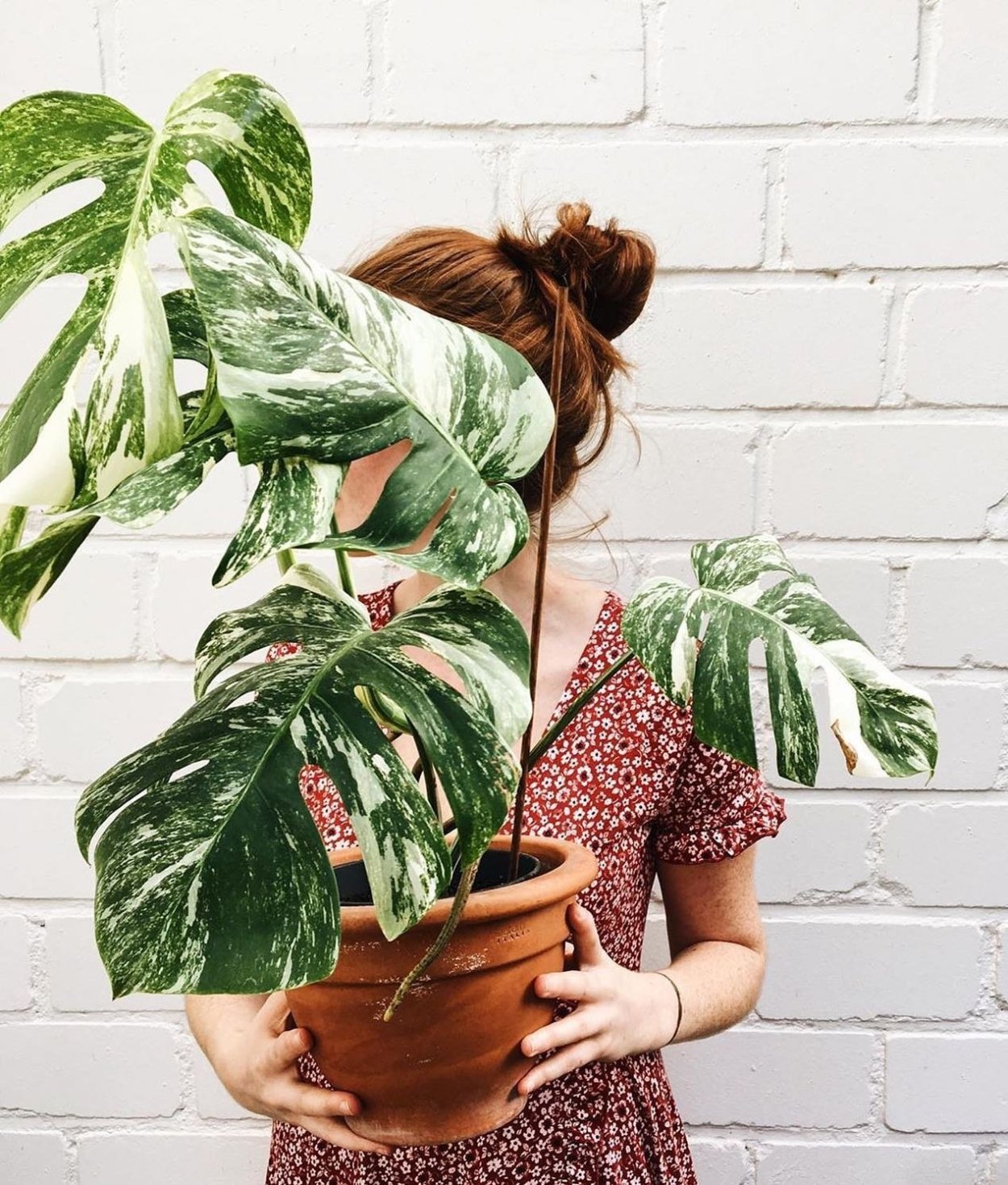 Монстера Сальваторе