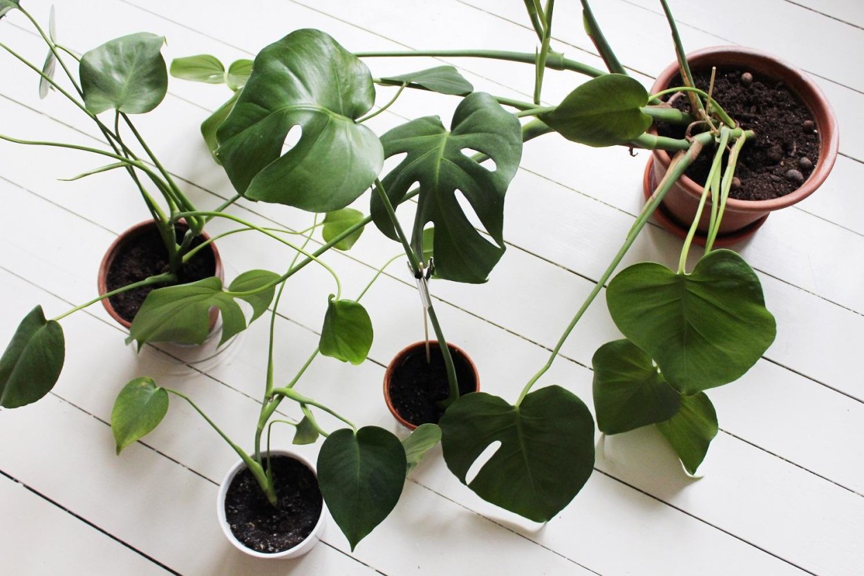 Лист "монстера" (h 54 см)